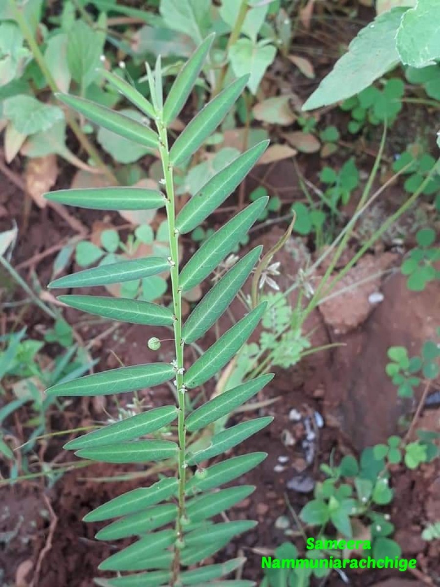 Phyllanthus virgatus G.Forst.